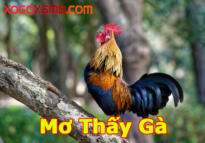 Mơ thấy gà